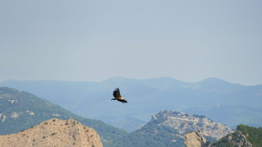 Buitre desde el Mirador de los Buitres