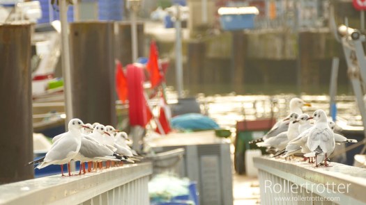 Gaviotas San Juan de Luz